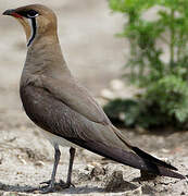 Oriental Pratincole