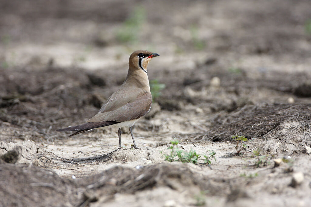 Glaréole orientaleadulte nuptial, identification