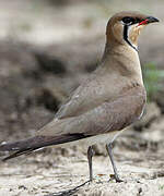 Oriental Pratincole