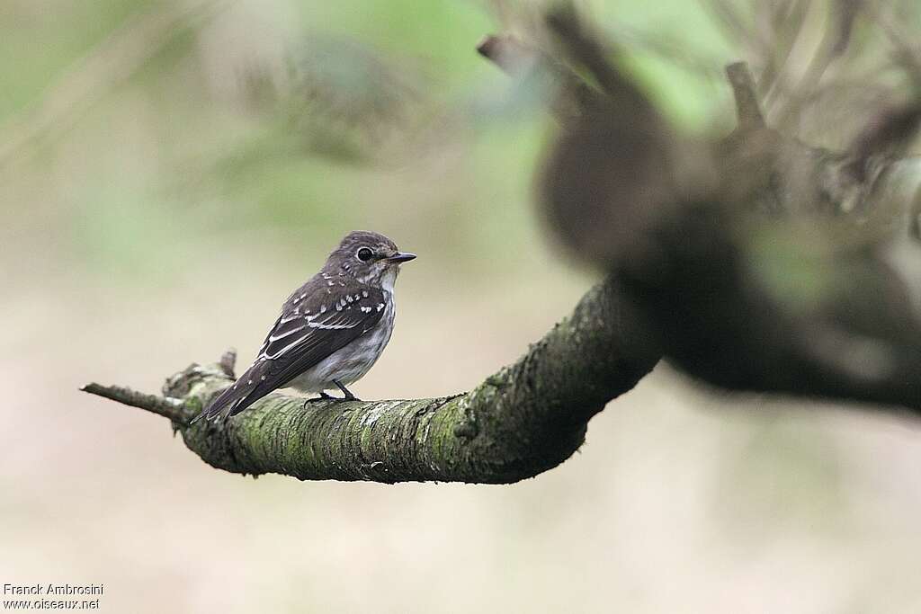 Gobemouche à taches grisesjuvénile, identification