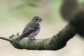 Grey-streaked Flycatcher