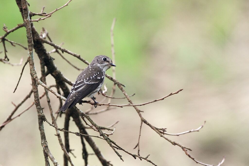 Grey-streaked Flycatcher