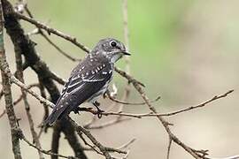 Grey-streaked Flycatcher