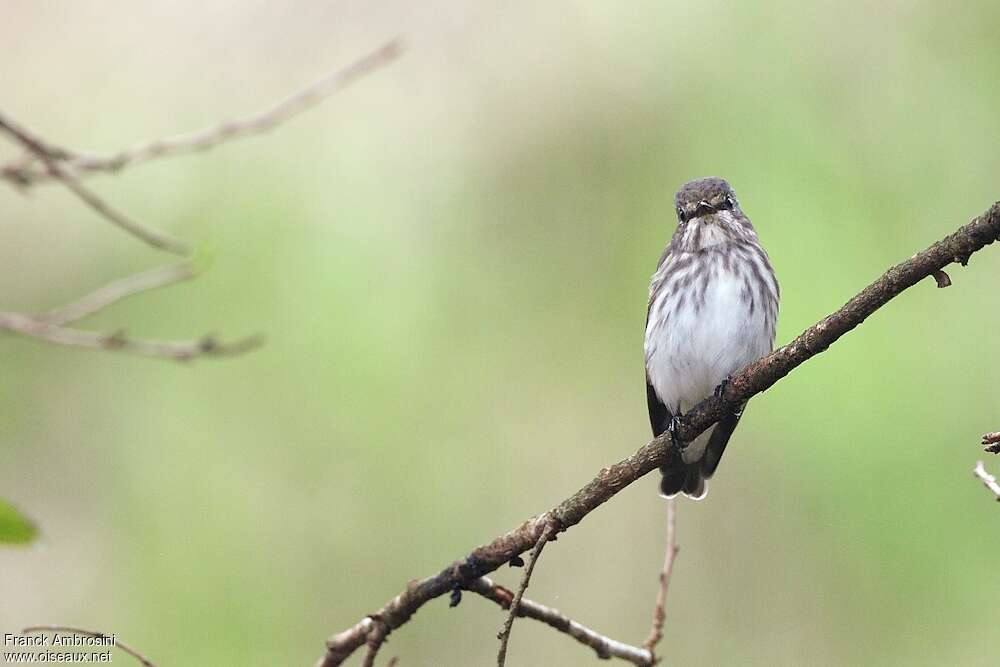 Grey-streaked Flycatcheradult, close-up portrait