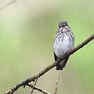 Grey-streaked Flycatcher