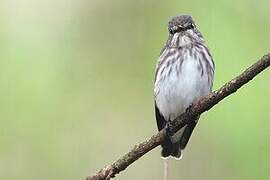 Grey-streaked Flycatcher