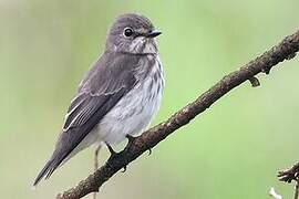 Grey-streaked Flycatcher