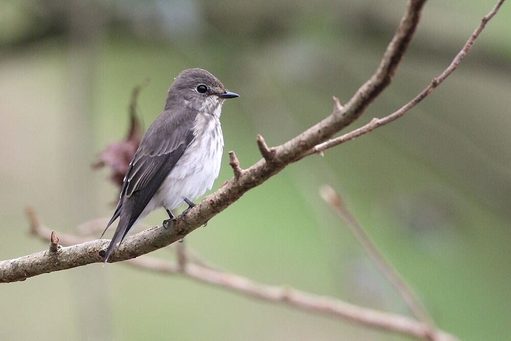 Grey-streaked Flycatcher