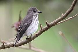 Grey-streaked Flycatcher