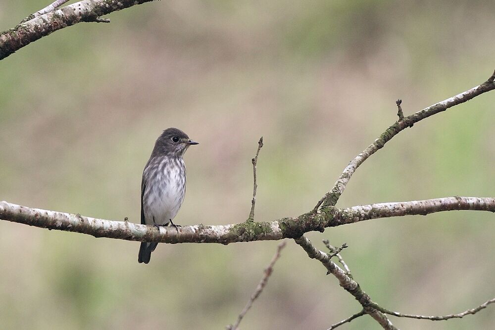 Grey-streaked Flycatcher