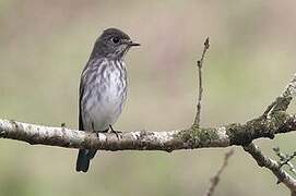 Grey-streaked Flycatcher