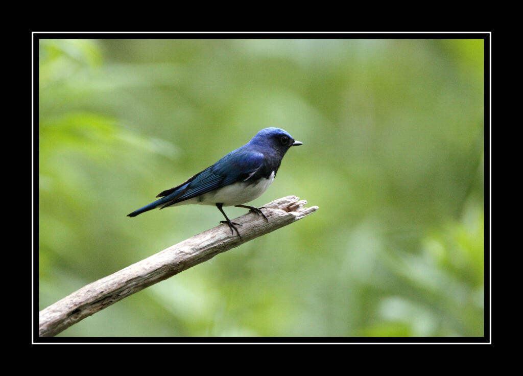 Blue-and-white Flycatcher male adult breeding