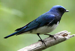 Blue-and-white Flycatcher