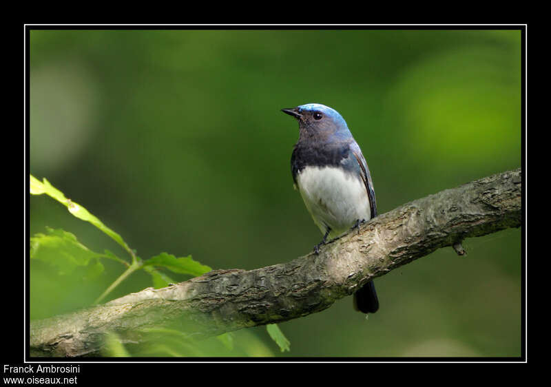 Blue-and-white Flycatcher male adult breeding