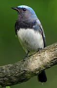 Blue-and-white Flycatcher