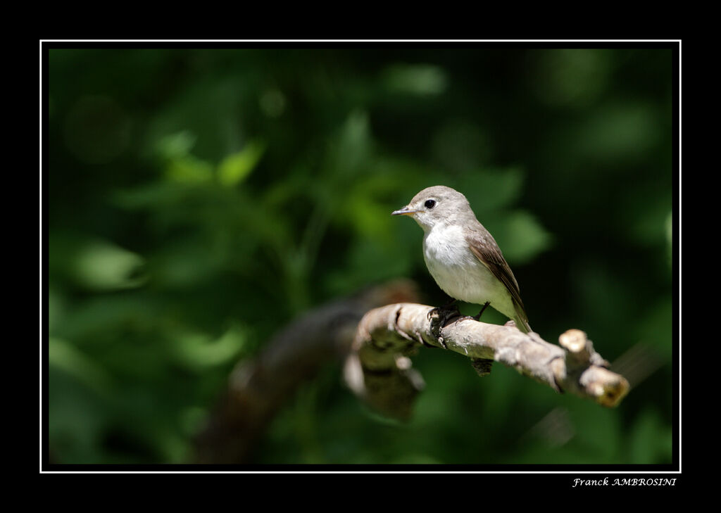 Asian Brown Flycatcheradult