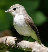 Asian Brown Flycatcher