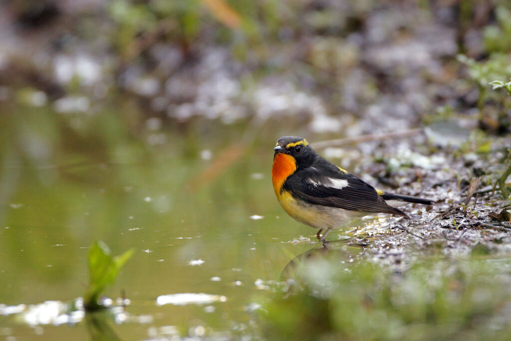 Narcissus Flycatcher male adult breeding