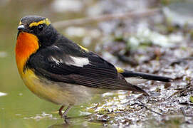 Narcissus Flycatcher