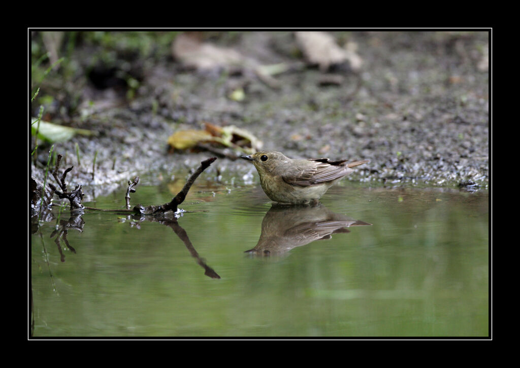 Narcissus Flycatcher female adult