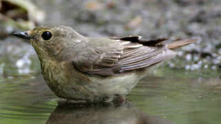 Narcissus Flycatcher