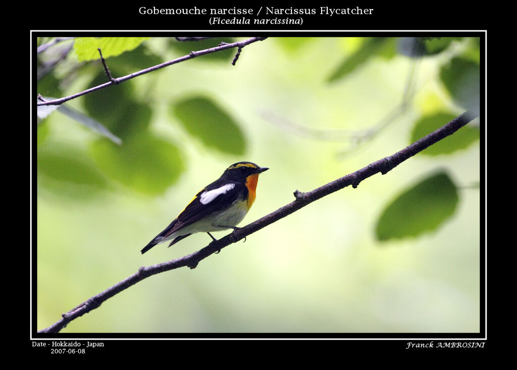 Narcissus Flycatcher male adult breeding