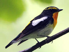 Narcissus Flycatcher