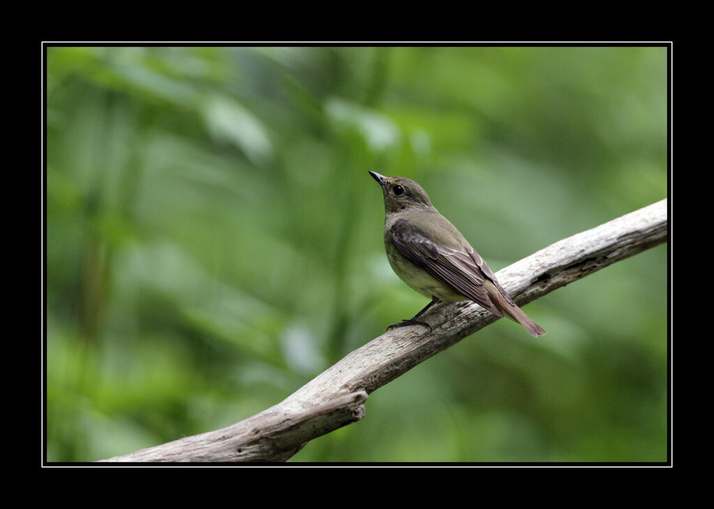 Narcissus Flycatcher female adult breeding