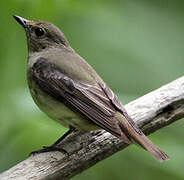 Narcissus Flycatcher