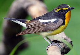 Narcissus Flycatcher