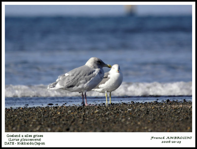 Glaucous-winged Gulladult post breeding