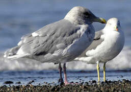 Glaucous-winged Gull