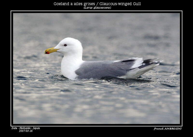 Glaucous-winged Gulladult