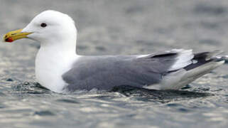 Glaucous-winged Gull