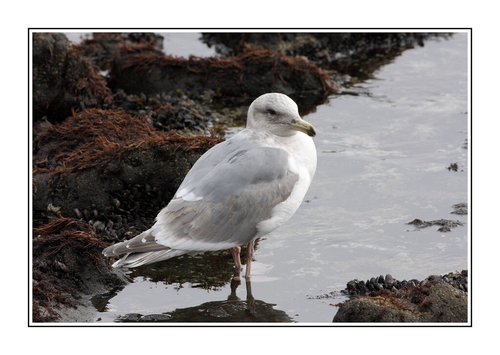 Glaucous-winged Gull