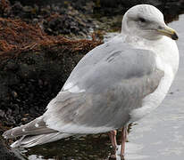 Glaucous-winged Gull