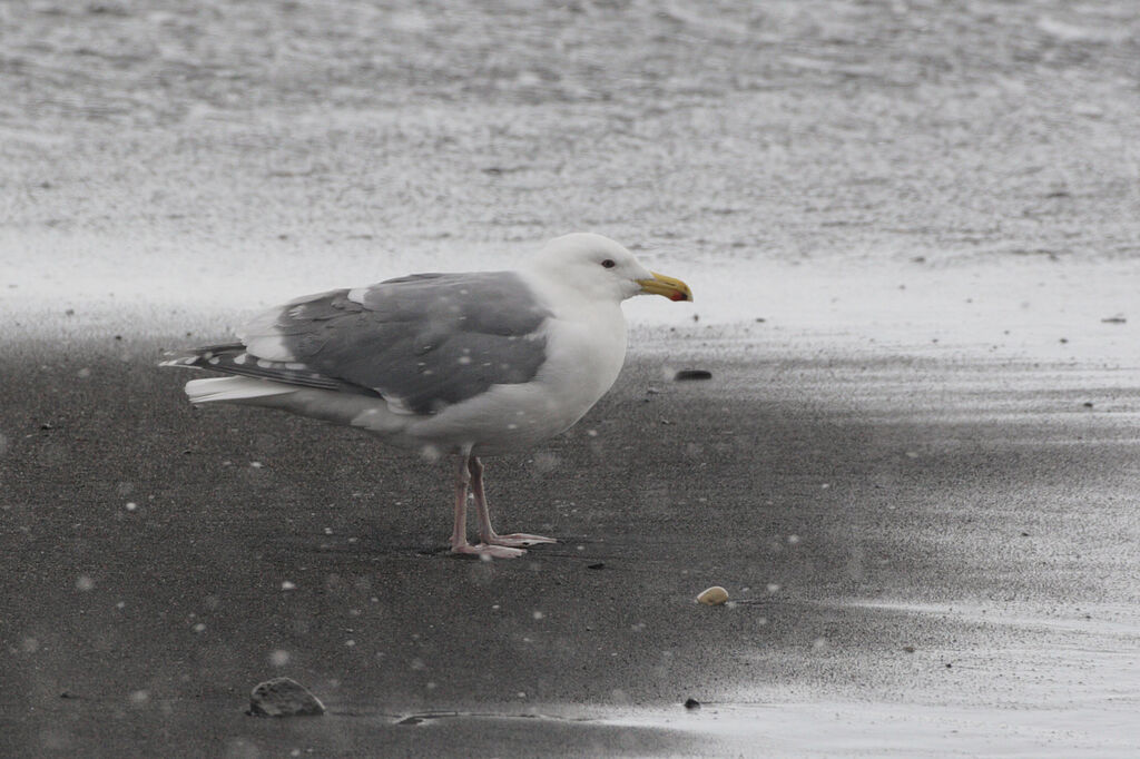 Glaucous-winged Gulladult post breeding