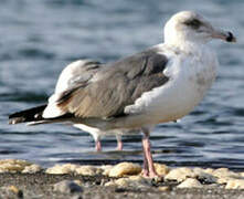 Slaty-backed Gull