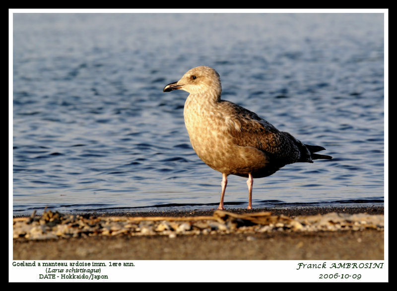 Slaty-backed GullFirst year