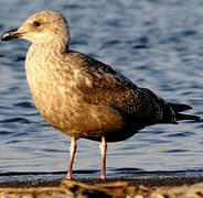 Slaty-backed Gull