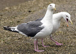 Slaty-backed Gull