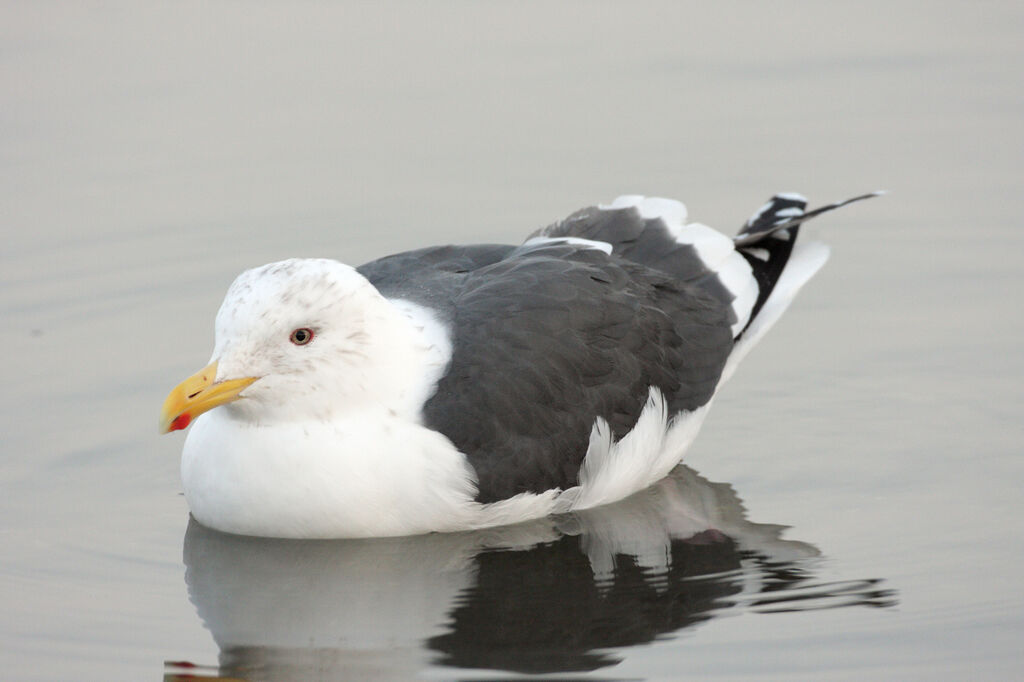 Goéland à manteau ardoiséadulte