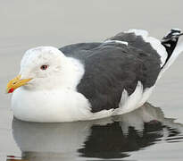 Slaty-backed Gull