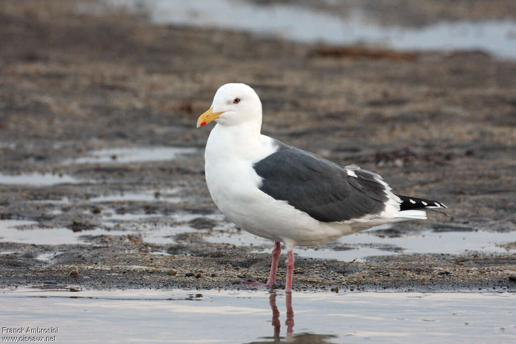 Slaty-backed Gulladult breeding, identification