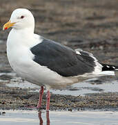 Slaty-backed Gull