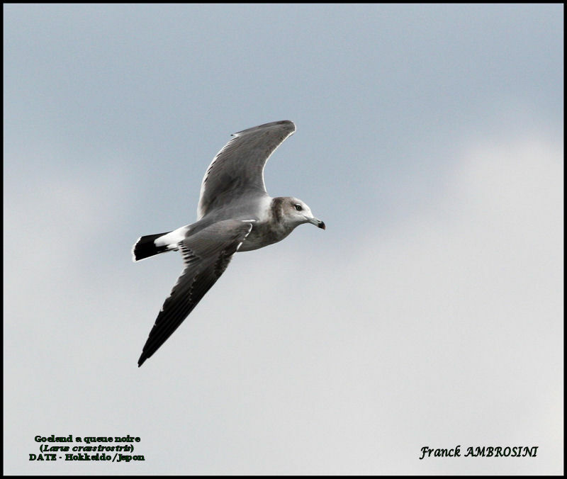 Black-tailed Gull