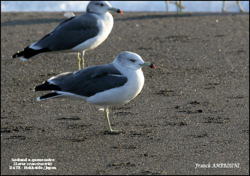 Black-tailed Gulladult post breeding