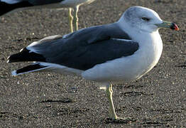 Black-tailed Gull