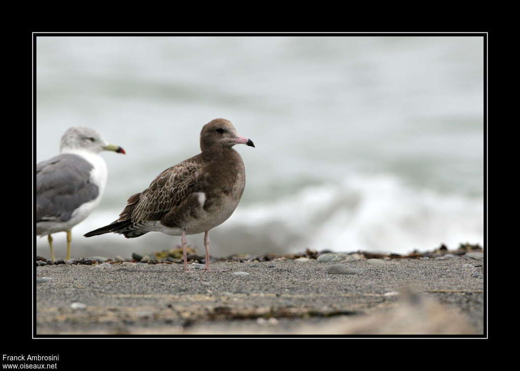 Goéland à queue noirejuvénile, identification