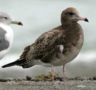 Black-tailed Gull